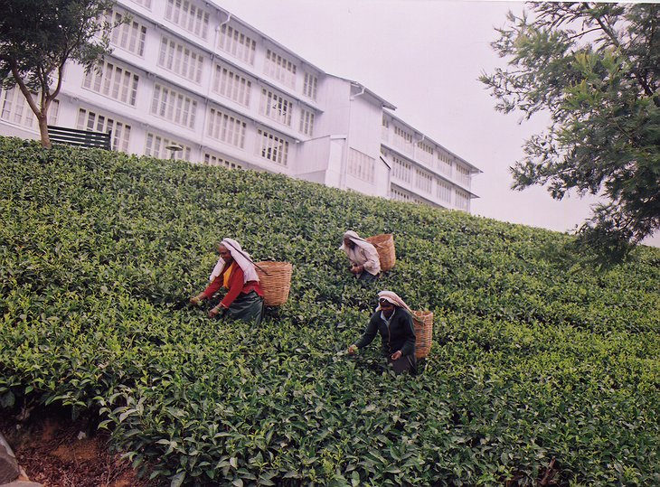 Tea plantation in front of Heritance Tea Factory hotel