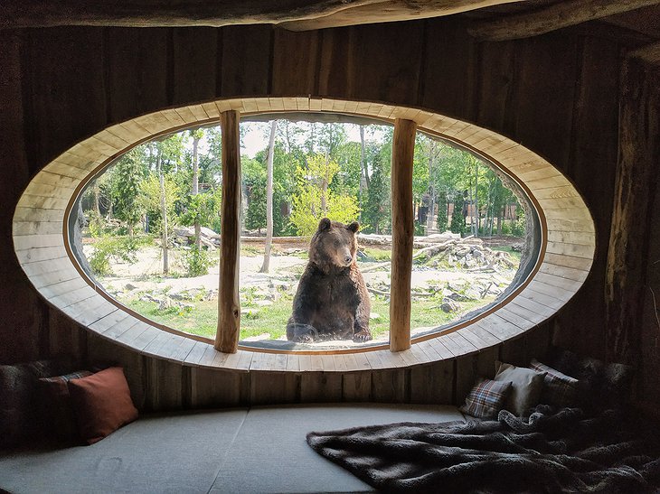 Pairi Daiza Resort Full Moon Lodge Window Bear View