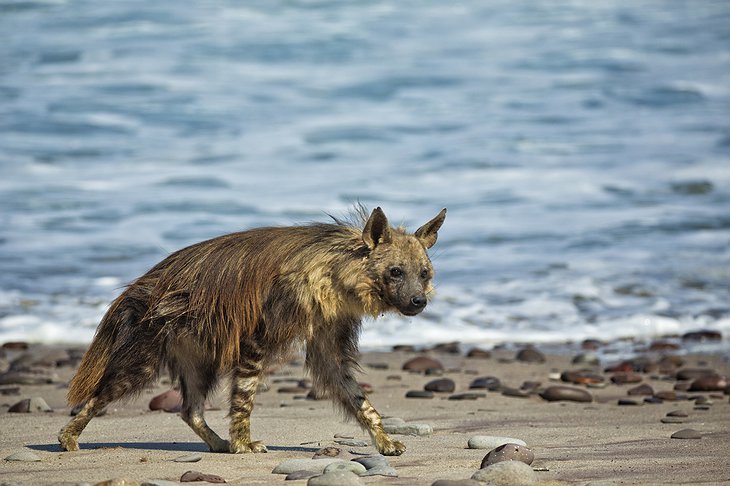 Hyena At The Namibian Atlantic Ocean Coast