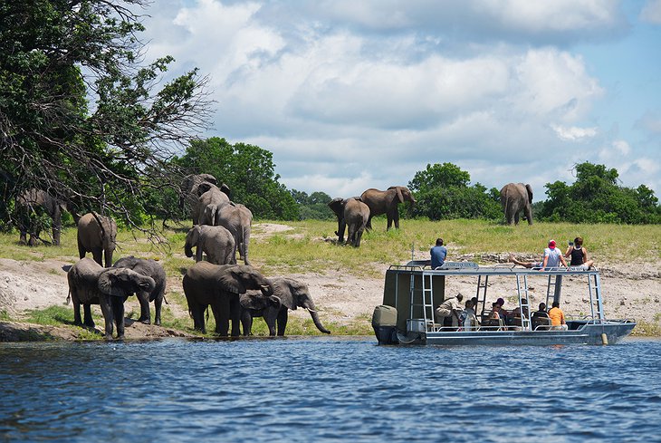 Chobe National Park game viewing