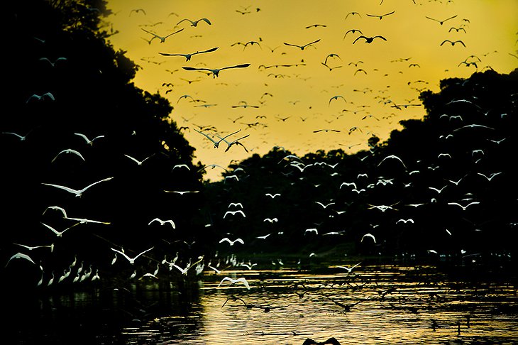 Amazon River Birds