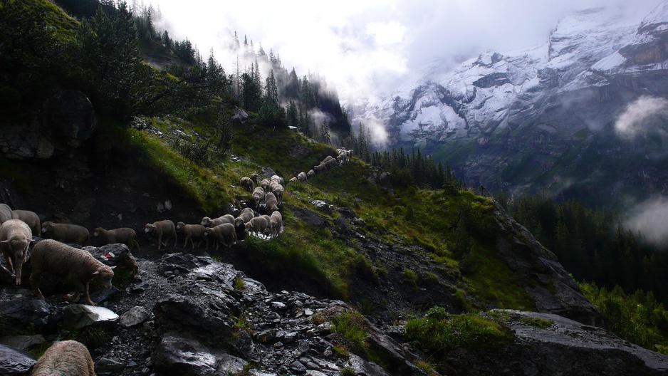 Sheep in the swiss Alps