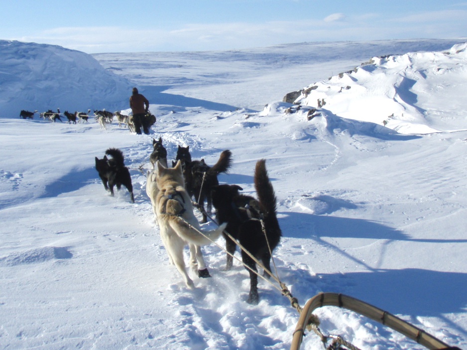 Husky sledding