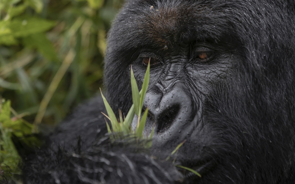 Volcanoes National Park Mountain Gorilla