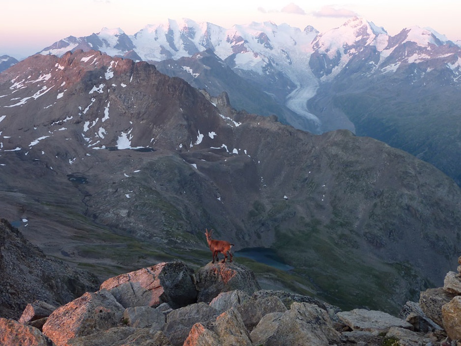 Goat in the Alps