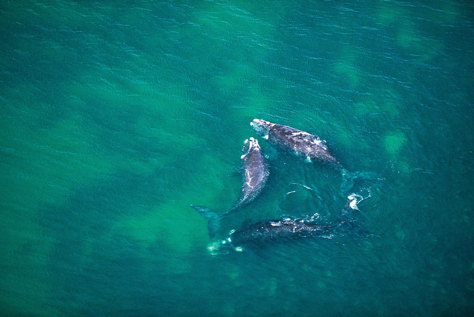 Whales in Tasmania