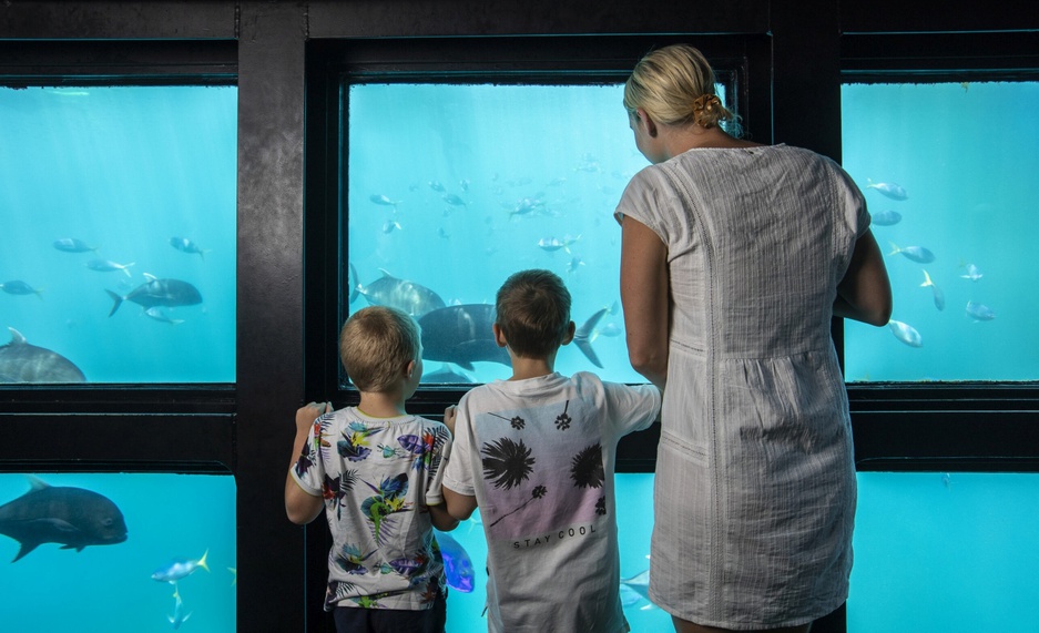 Reefsuites Hotel Underwater Room Marine Life View Through The Big Glass