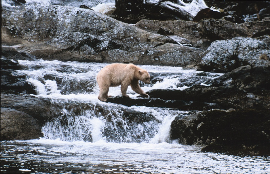 Bear trying to catch fish