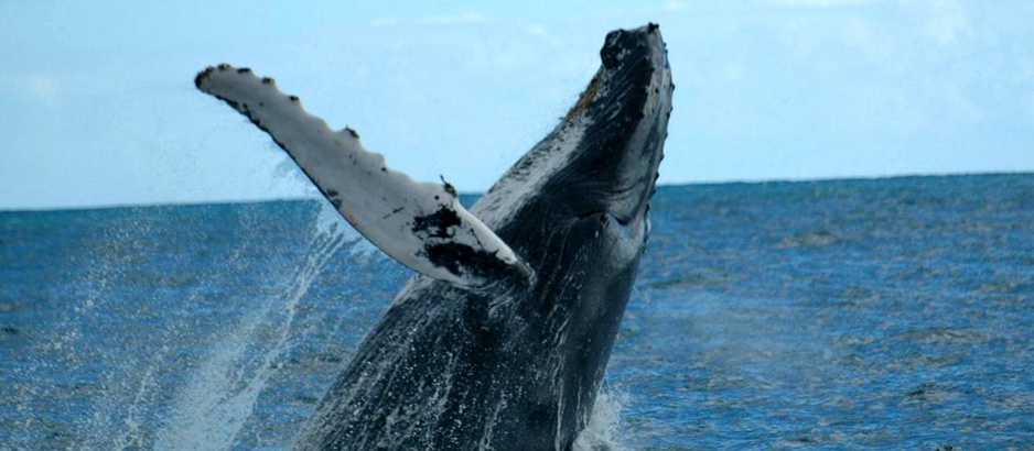 Humpback whale