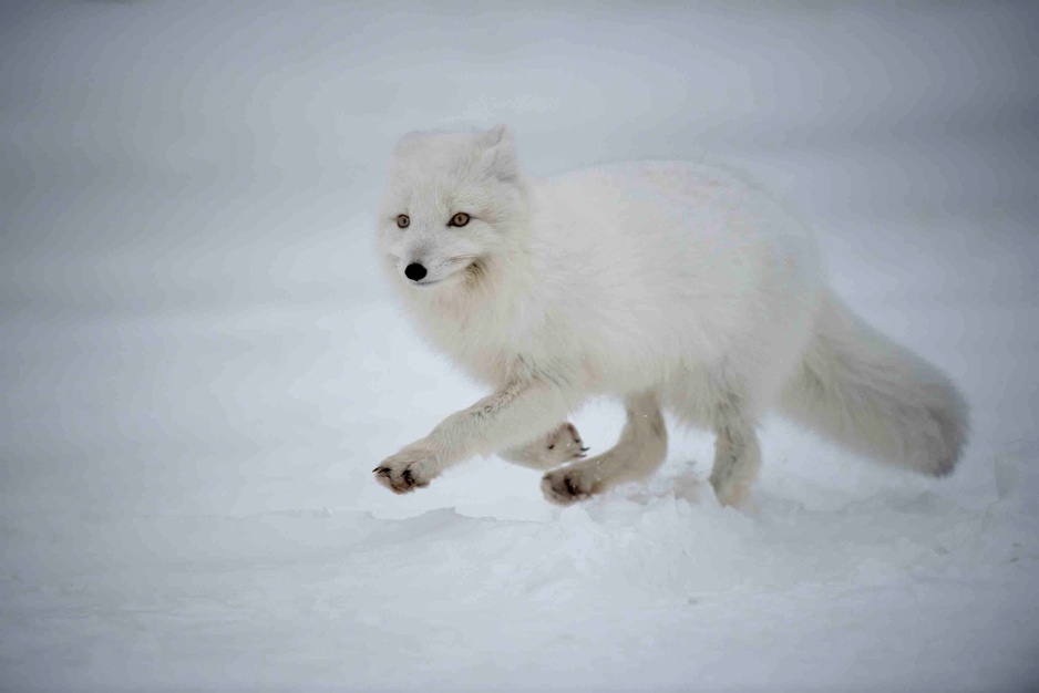 Arctic Fox