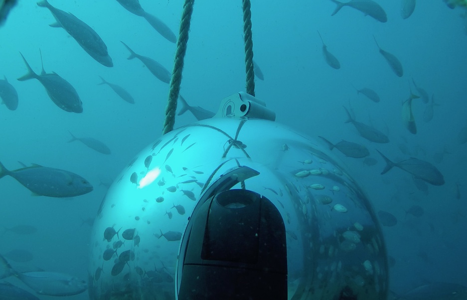 Shark Camera Under The Structure Of The Frying Pan Tower