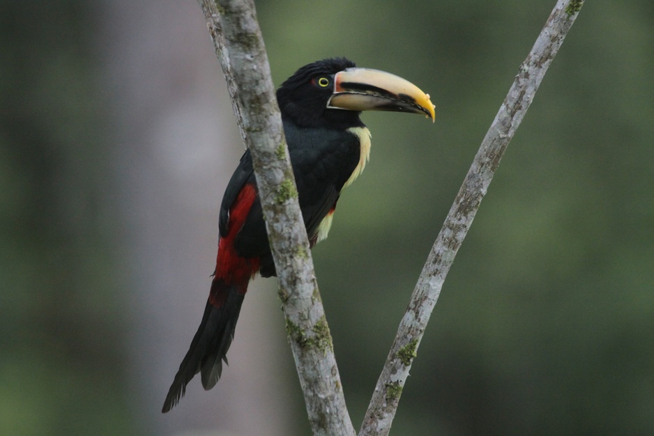 Pale Mandible Aracari