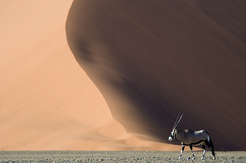 Antelope in the sand dunes