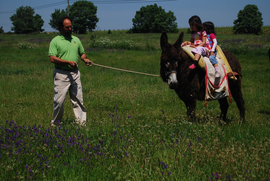 Donkey ride