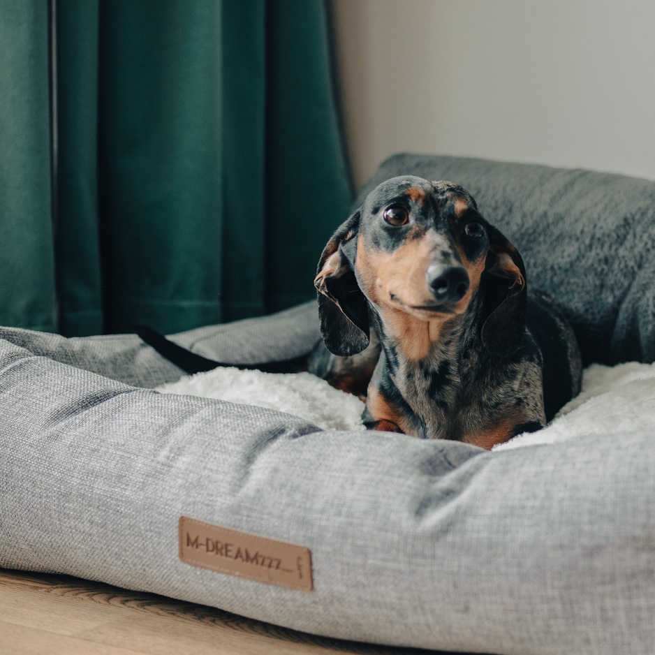 Hotel Rival is a Dog-Friendly Hotel