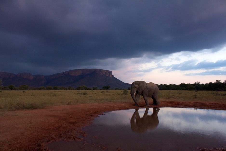 Marakele National Park pond with an elephant