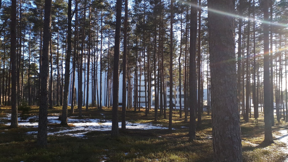 Paimio Sanatorium Building and the Surrounding Pineforest