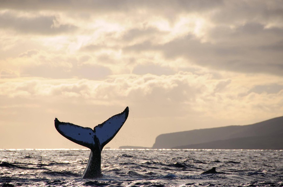 Lanai Island Whale Watching