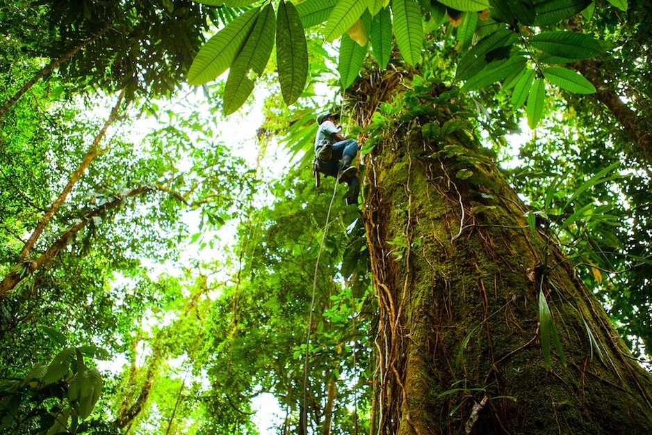 Tree climber