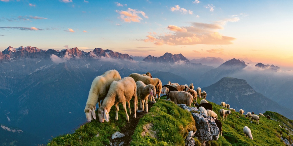 Schafreiter Mountain Sheep