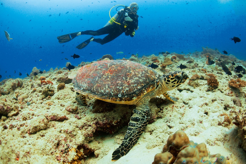 Diving in Maldives