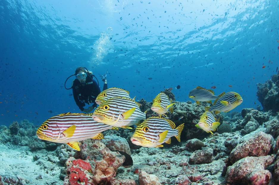 Maldives Corals