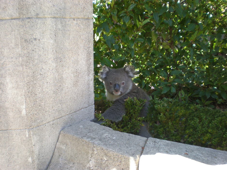 Koala at Thorngrove Manor Hotel