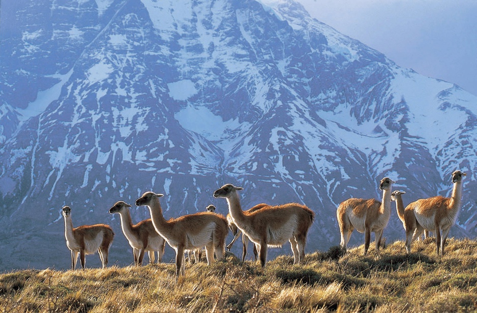 More llamas in the Torres del Paine National Park