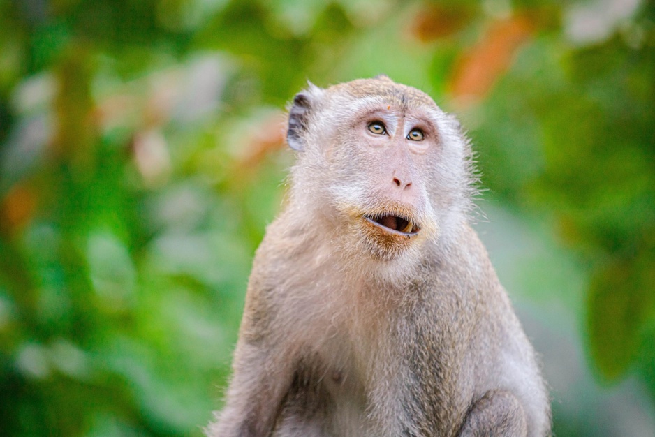 Khao Sok National Park Monkey