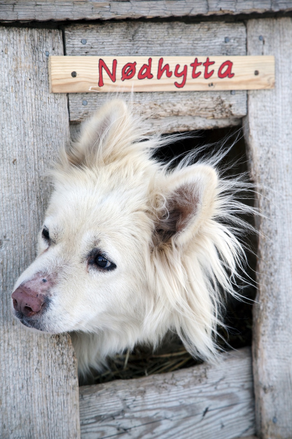 Cute white dog in the box