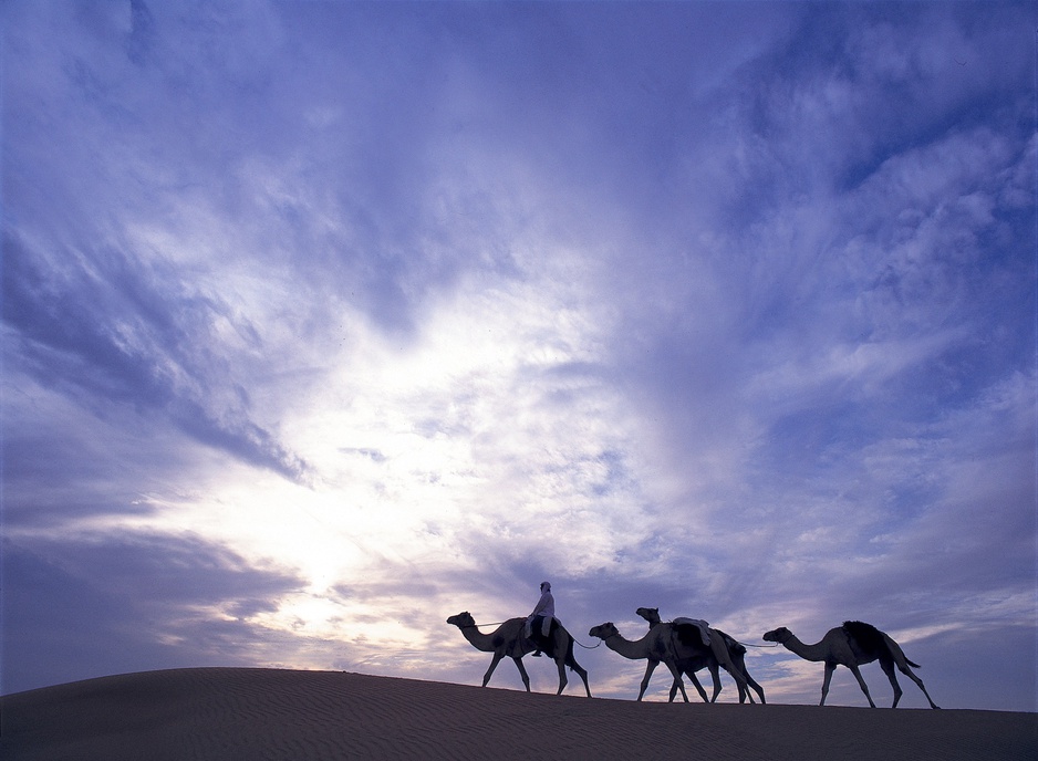 Camel ride in the desert