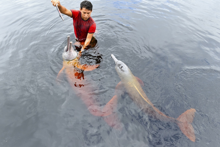 Amazon Jungle Palace dolphins in the river