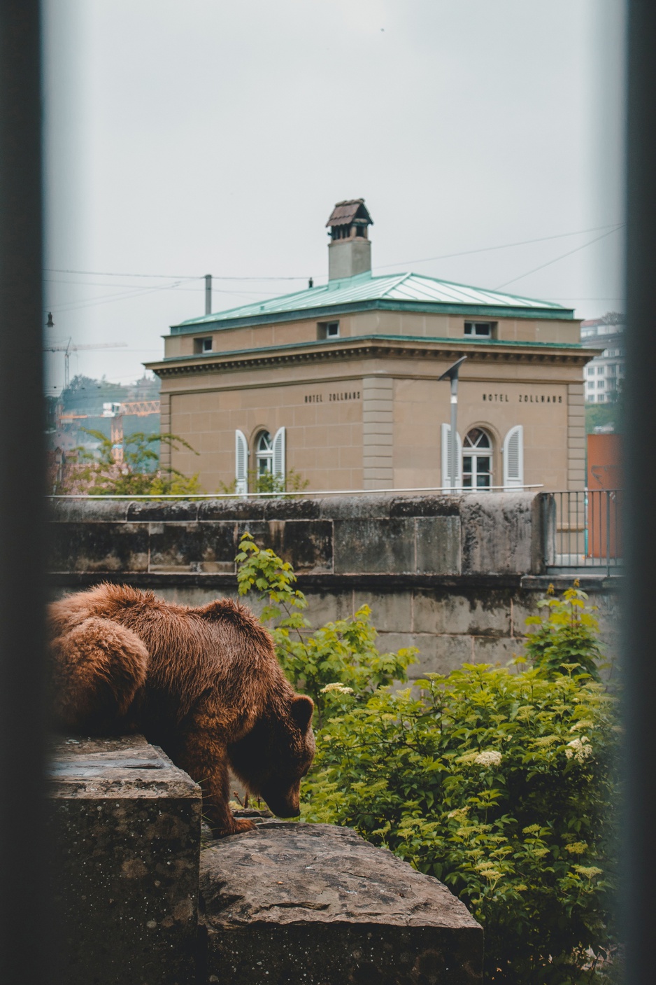 Zollhaus And A Bear