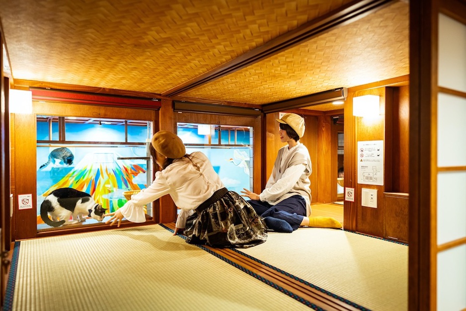 Cat Spa & Cat Ryokan Capsule Hotel Cat Watching