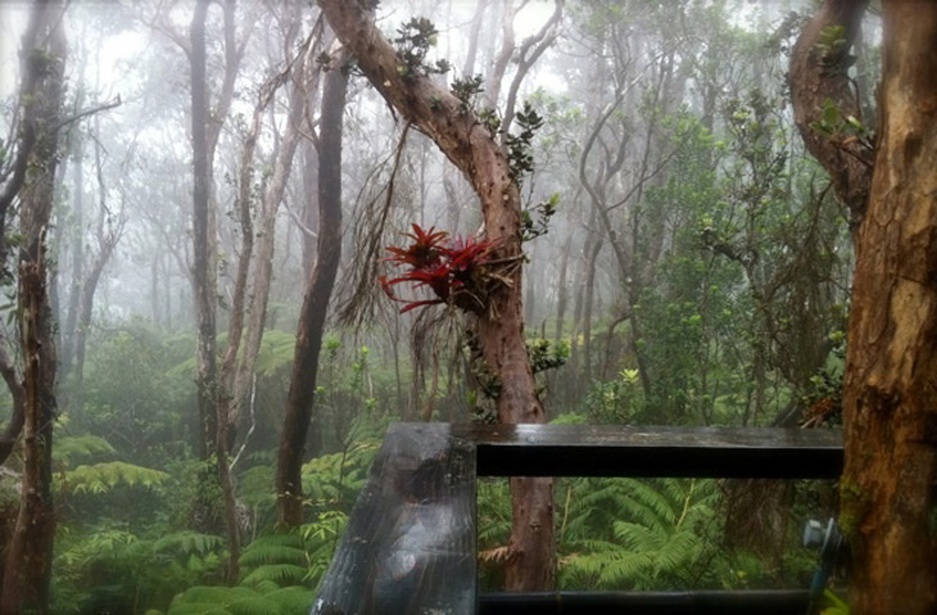 Mahinui Na Lani jungle view