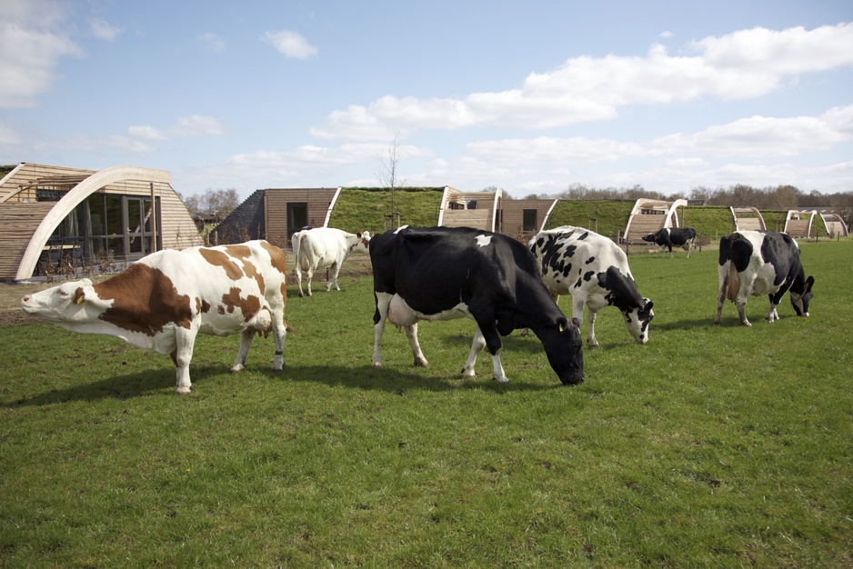 Koe in de Kost cows in front of the earth houses