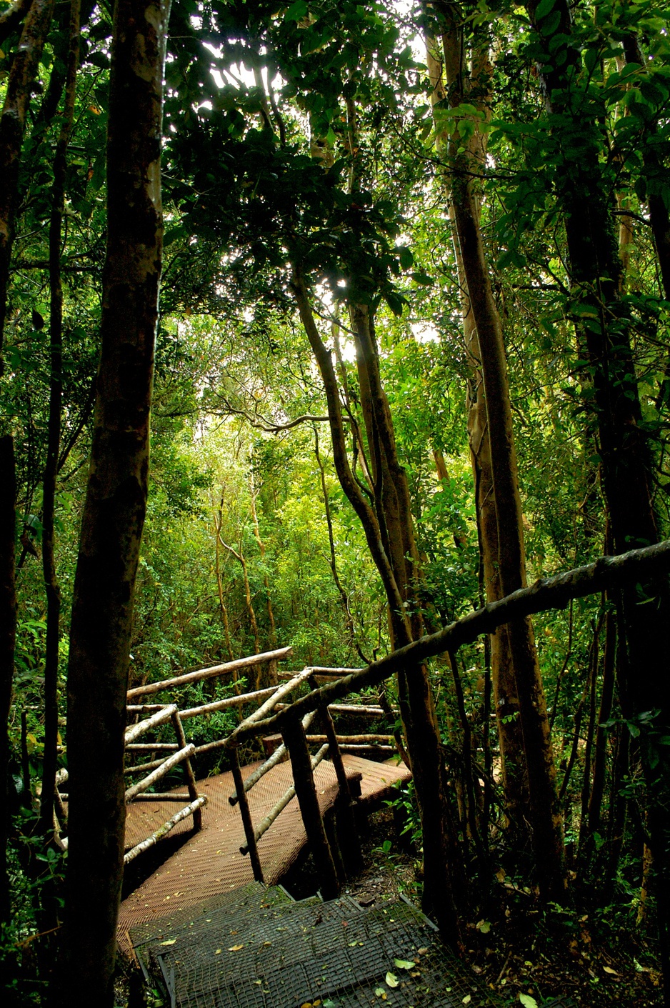 Wooden stairs to the depths of nature