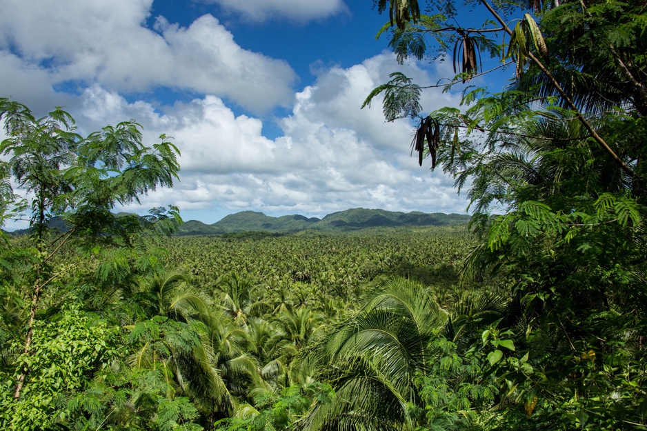 Nay Palad Hideaway jungle landscape