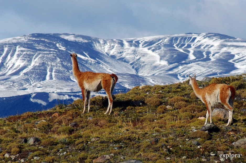 Llamas in the Torres del Paine National Park