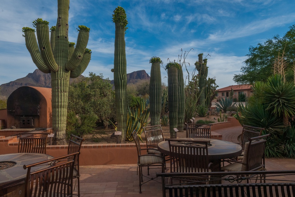 White Stallion Ranch Patio With Cactuses