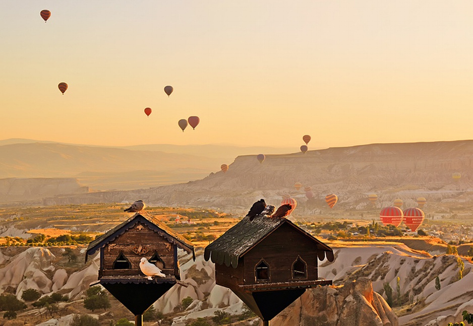 Hot air balloons and birds