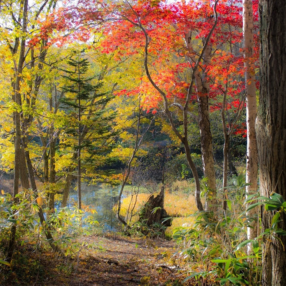 Niseko nature