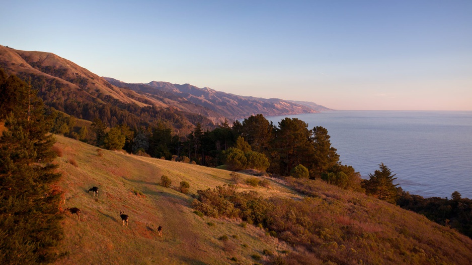 Big Sur wildlife