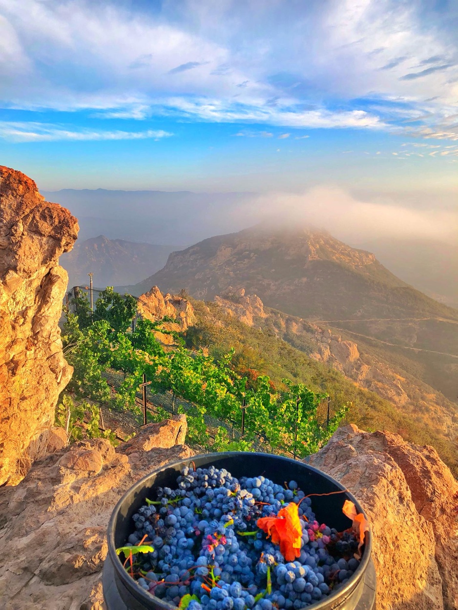 Malibu Rocky Oaks Pinot Noir Harvest