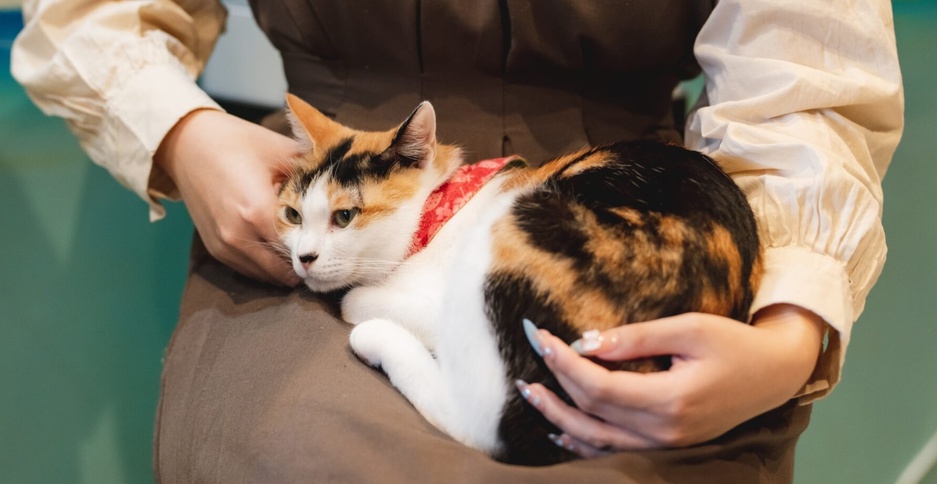 Cat Café petting