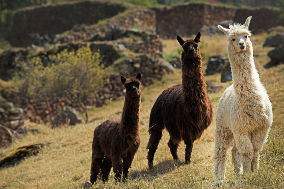 Alpacas in Pumamarca