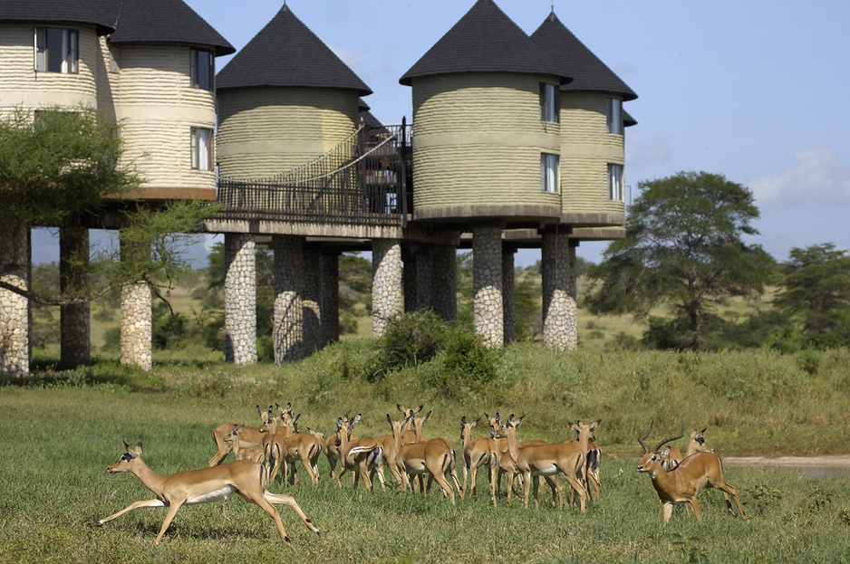 Sarova Salt Lick Game Lodge with wildlife around