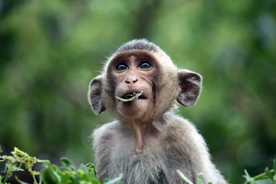 Monkey in Angkor Wat