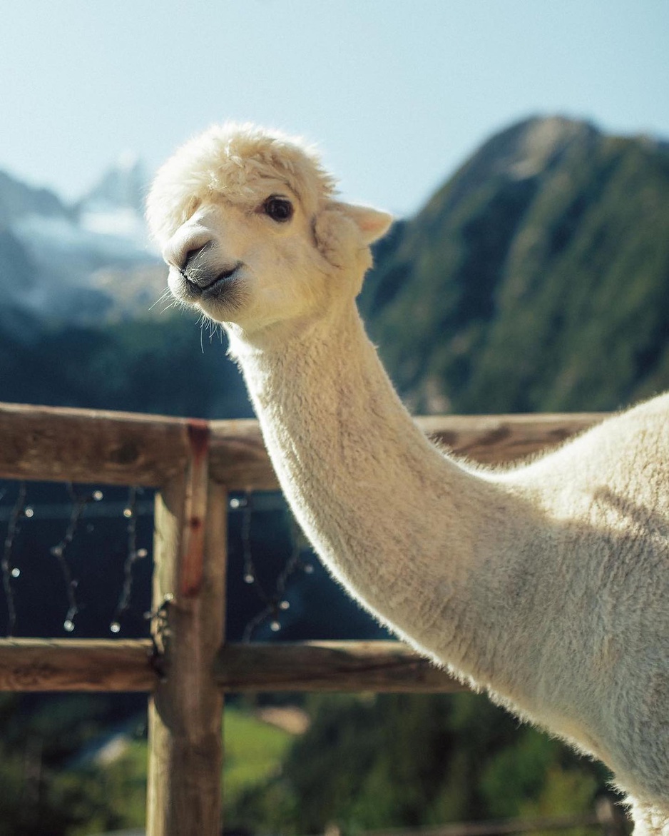 Chalet Al Foss Alp Resort's Cute White Alpaca