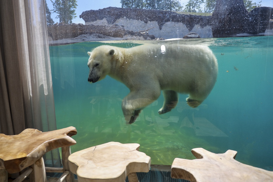 Pairi Daiza Resort Polar Bear House Underwater Room View